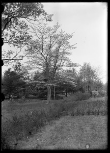 Dogwood tree