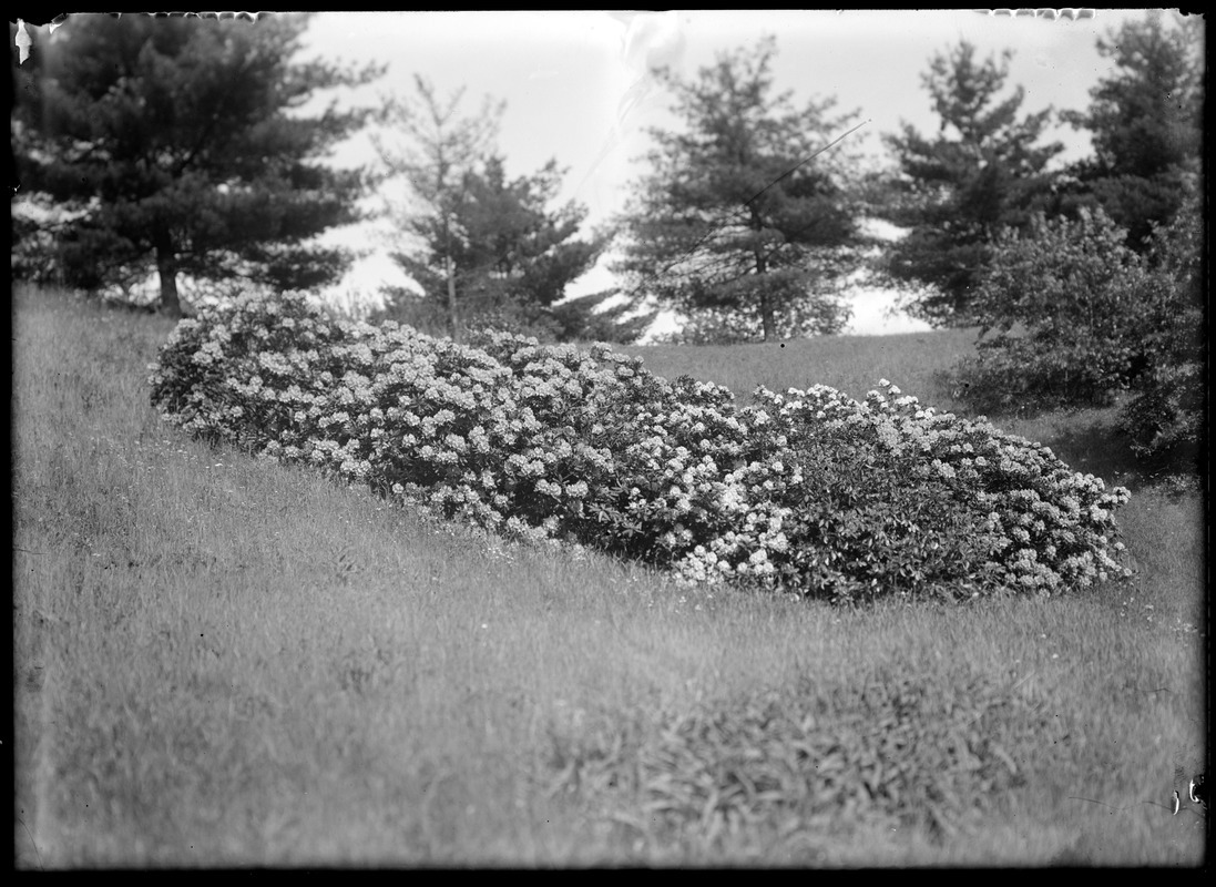 Flowers, side hill, Forest Park