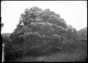 Tree near brook, Forest Park #2