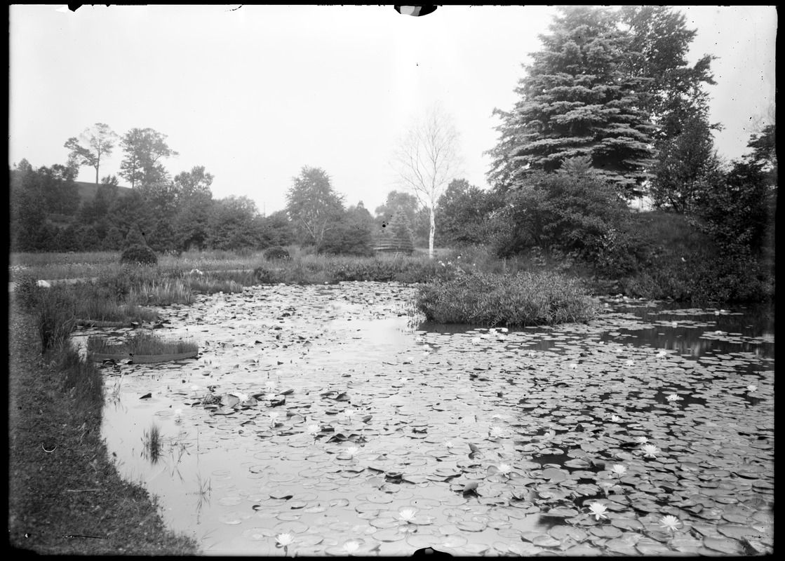 Lily pond, Forest Park #3