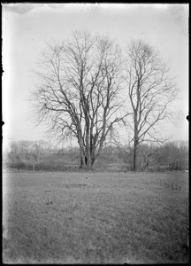Tree, east of rail road on Meadow Road