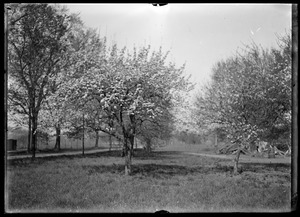 Pear tree and crab apple