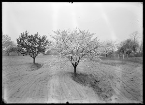 Cherry tree blossom