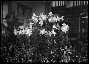 Easter lillies in church