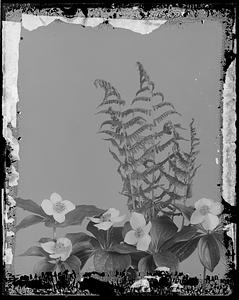 Cornus amomum