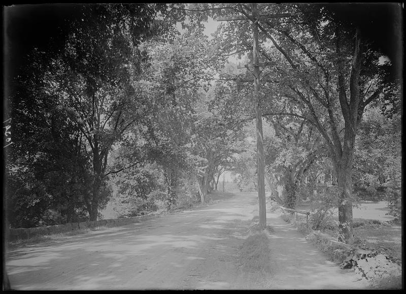 Tree lined street