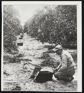 Freeze Protection in Florida Grove--Buddy Roberds, a grove employe in the heart of the Florida citrus belt at Highlands City, Fla., readies a grove heater for protection against severe cold. Winds and extensive grove firing prevented damage to fruit.