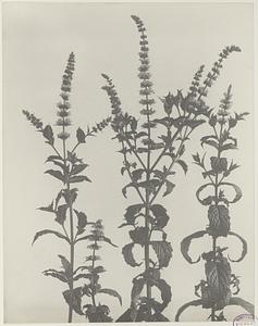 179. Mentha spicata, spearmint, our lady's mint