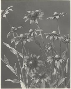 253. Rudbeckia hirta, black-eyed susan, coreopsis, yellow daisy