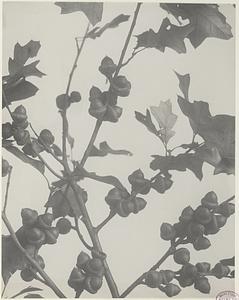 281. Quercus ilicifolia, bear or black scrub oak