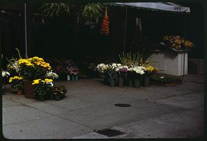 Flowers for sale outside Greenhouse 1 florist