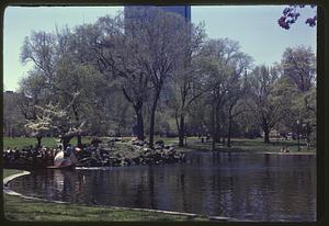 Swan boat on Boston Public Garden lagoon