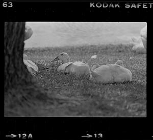 Geese laying on grass