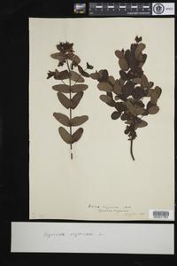 Triadenum virginicum