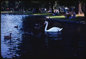 Swan, Boston, Public Garden