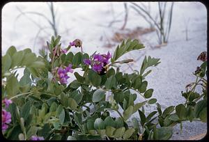 Sand flower & bee