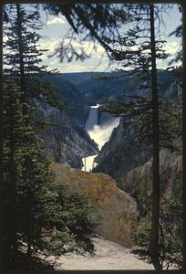 View through trees of Lower Yellowstone Falls, Yellowstone National Park, Wyoming