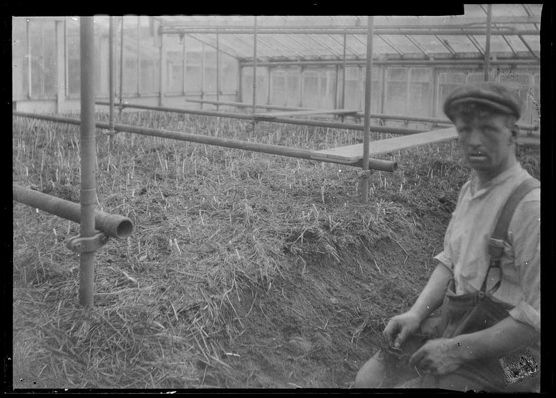 Asparagus, forcing