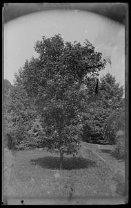 Acer platanoides lacinata