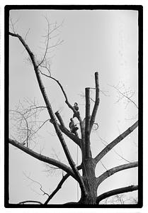 Tree maintenance, Boston Common
