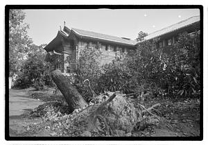 Uprooted tree trunk