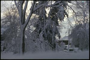 Snow-covered trees, Somerville