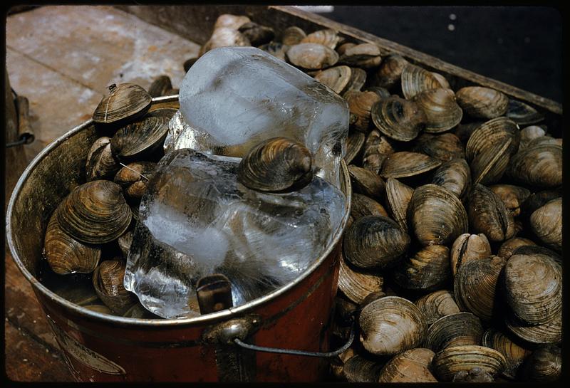 Bucket of oysters Digital Commonwealth