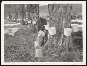 It's Maple Sugar Time. When the sap buckets decorate the maple trees and the farmers start fires under maple sap evaporators, it's a sure sign of spring in northern New England. Here's a scene now common in the area. C. W. Kenyon of this town is shown collecting the sap from the maple trees along the stone wall in front of his farm. The large tree in the foreground is about 120 years old and gives enough sap each year to make about five gallons of maple syrup. Much of this year's maple syrup will be used in cooking as a substitute for sugar.