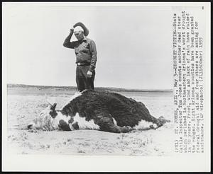 St. Johns, Artz. -- Drought Victim -- State Cattle Inspector Tome Jones counts another dead steer which perished in Northeastern Arizona's worst drought in 50 years. Frost, wind and lack of rain have ruined the ranges. Eight Arizona counties have been granted federal drought aid and four others are asking for assistance.