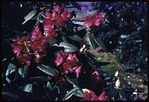Pink flowers