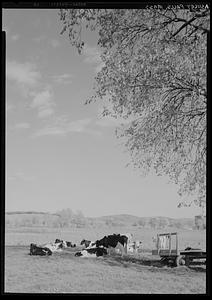 Cattle, Ashley Falls
