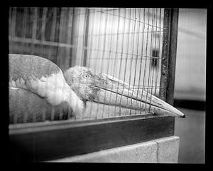 Adjutant stork, Franklin Park