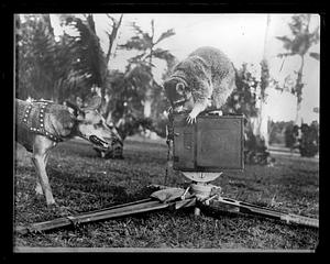 A racoon and a dog looking at a camera on a track