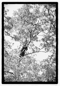 Tree maintenance, Boston Common