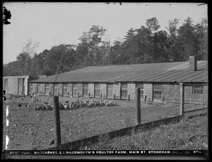 Distribution Department, Low Service Spot Pond Reservoir Watershed, E. I. Wadsworth's Poultry Farm, Main Street, Stoneham, Mass., Oct. 7, 1904