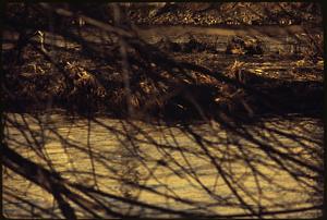 Mallard ducks and other birds make home in debris in Charles River, Waltham-from Farwell St. Bridge area