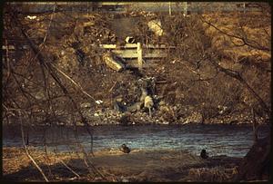 Mallard ducks and other birds make home in debris in Charles River, Waltham-from Farwell St. Bridge area