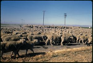 Flock of sheep in area with utility poles