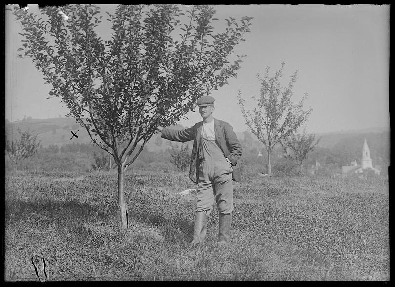 Pear trees, protecting from rodents