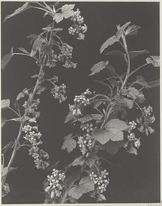 47. Ribes floridum, wild black currant
