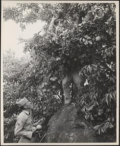 Corporal Matthew P. Januszkic of Philadelphia, Pennsylvania, and S/Sgt. Woodrow O'Neal of Purvis, Mississippi collect a few oranges while checking posts at Vieques Island