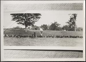 Man feeding chickens on farm