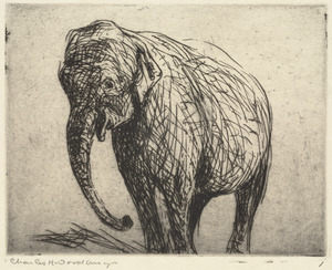 Elephant I