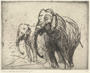 Elephant IV