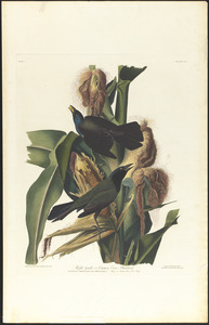 Purple grackle or common crow blackbird