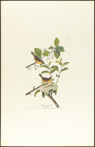Yellow-breasted warbler