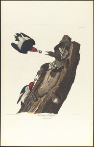 Red headed woodpecker