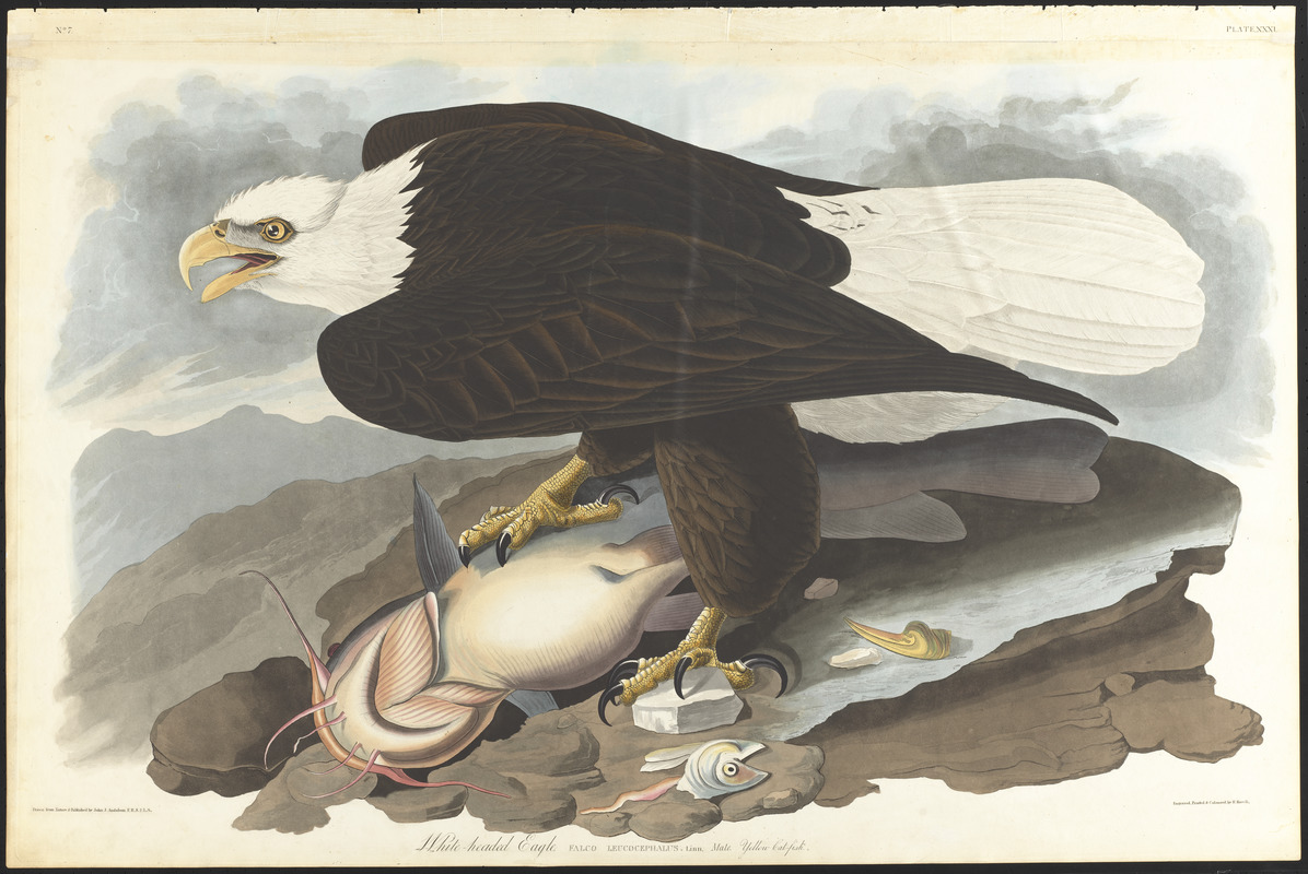 White-headed eagle