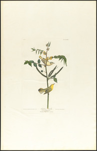Children's warbler