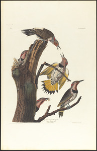 Golden-winged woodpecker